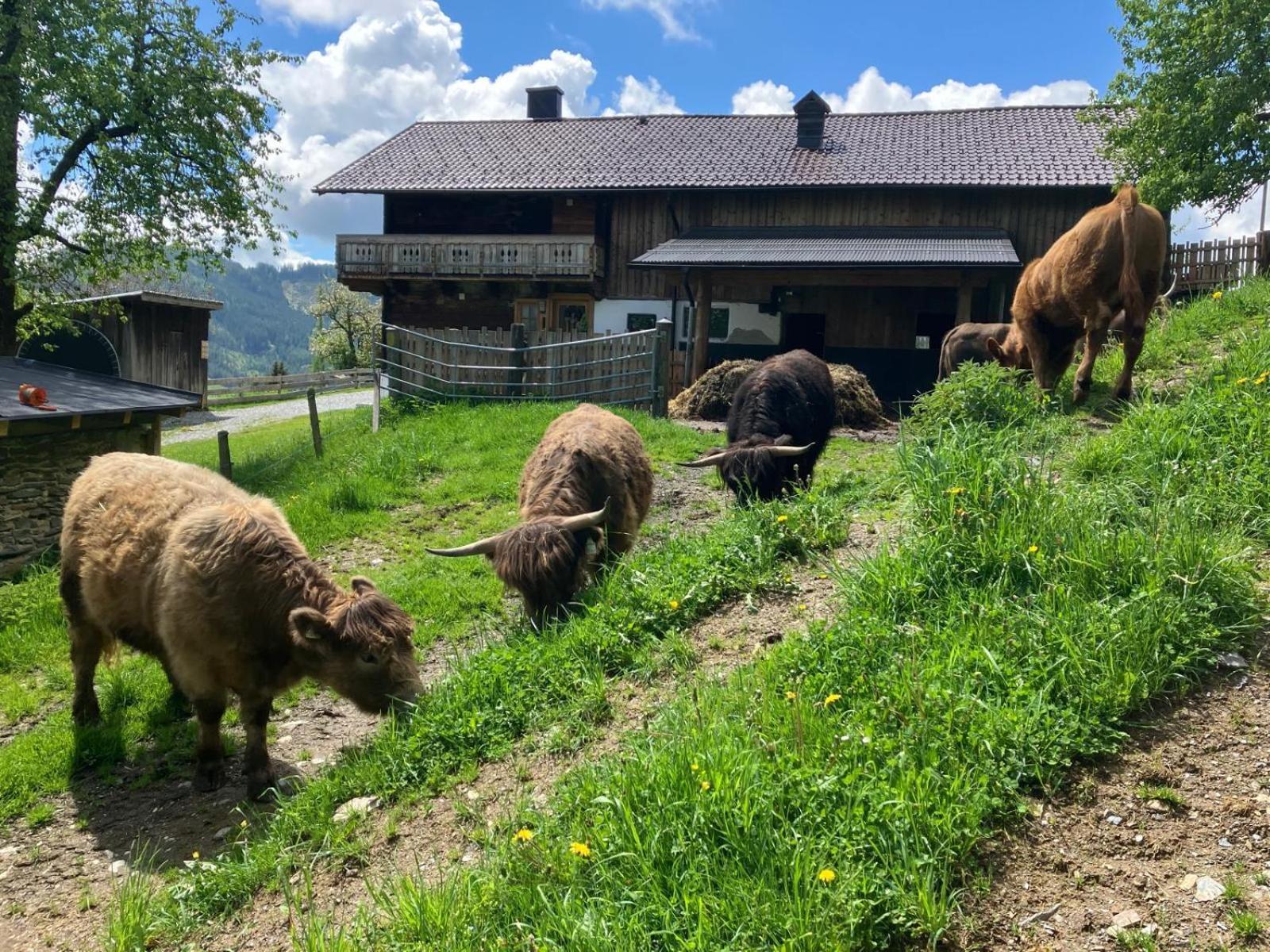 Landhaus Hochkoenig Muhlbach Am Hochkonig Exterior photo